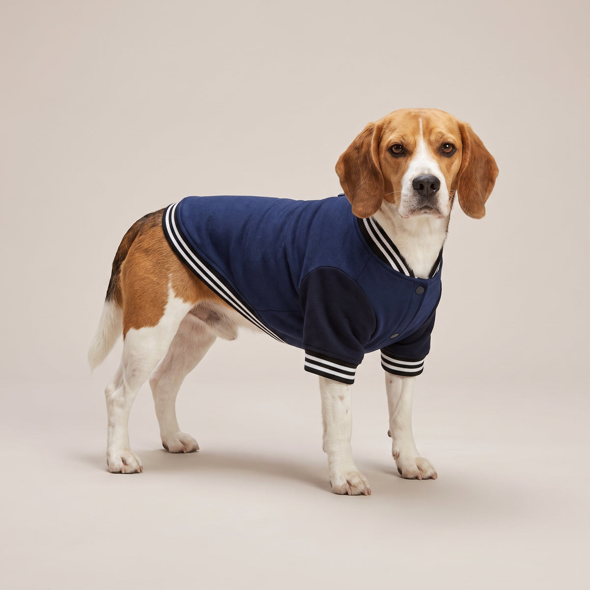 Custom Dog Varsity Jacket with Print | College Baseball Jacket for Dogs